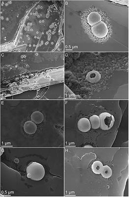 Desiccation of the Extreme Thermoacidophile Metallosphaera sedula Grown on Terrestrial and Extraterrestrial Materials